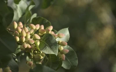 Pistacho con sello Mendocino