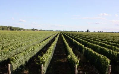 Llega el festival Gastronómico Boca Abierta a Mendoza