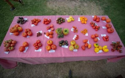 Exitosa primera edición del Festival “Del Tomate” en Casa Vigil