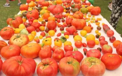 Un diez a la Tercera edición del Festival “Del Tomate” en Casa Vigil